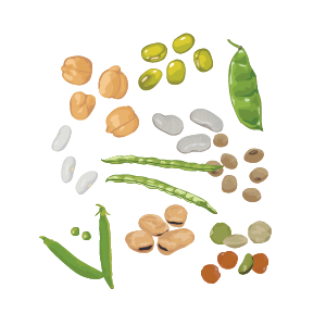 Nutrition-and-Heart-Health-graphics-06-beans beans
